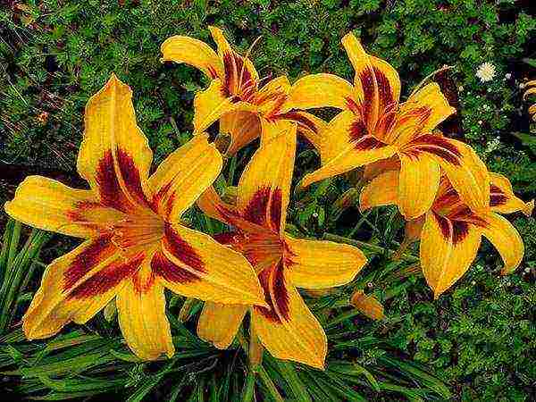 daylilies large-flowered best varieties