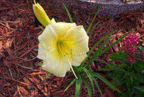 daylily malalaking bulaklak pinakamahusay na mga pagkakaiba-iba