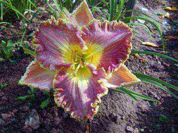 daylilies large-flowered best varieties