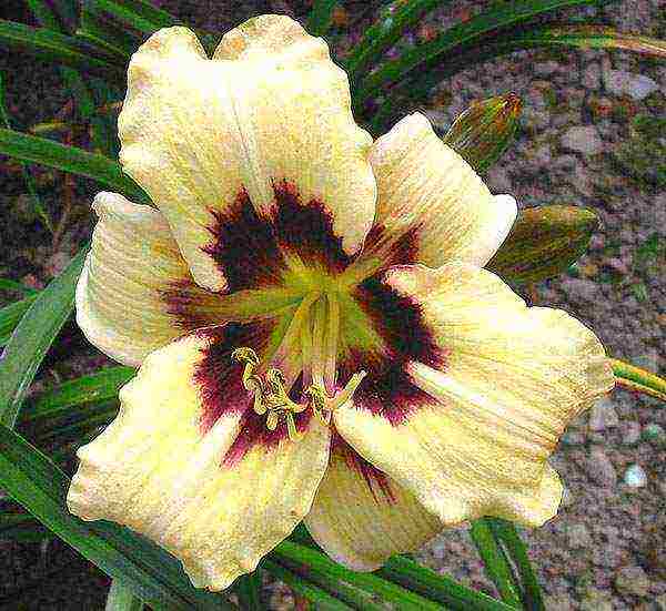 daylilies large-flowered best varieties