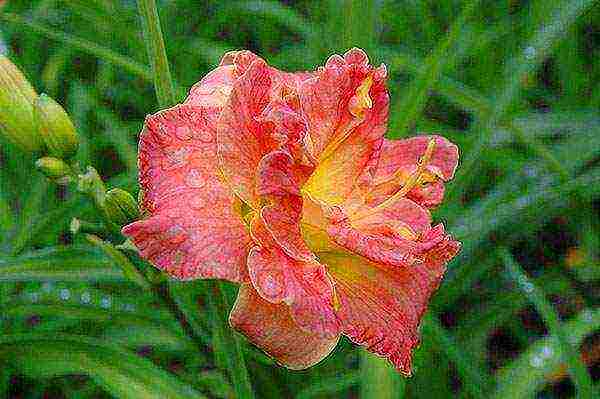 daylilies large-flowered best varieties