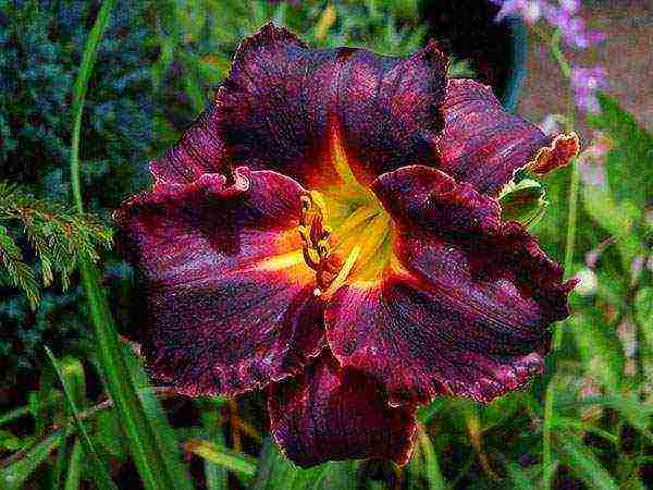 daylilies large-flowered best varieties