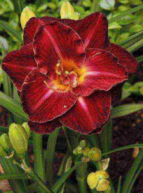 daylilies large-flowered best varieties