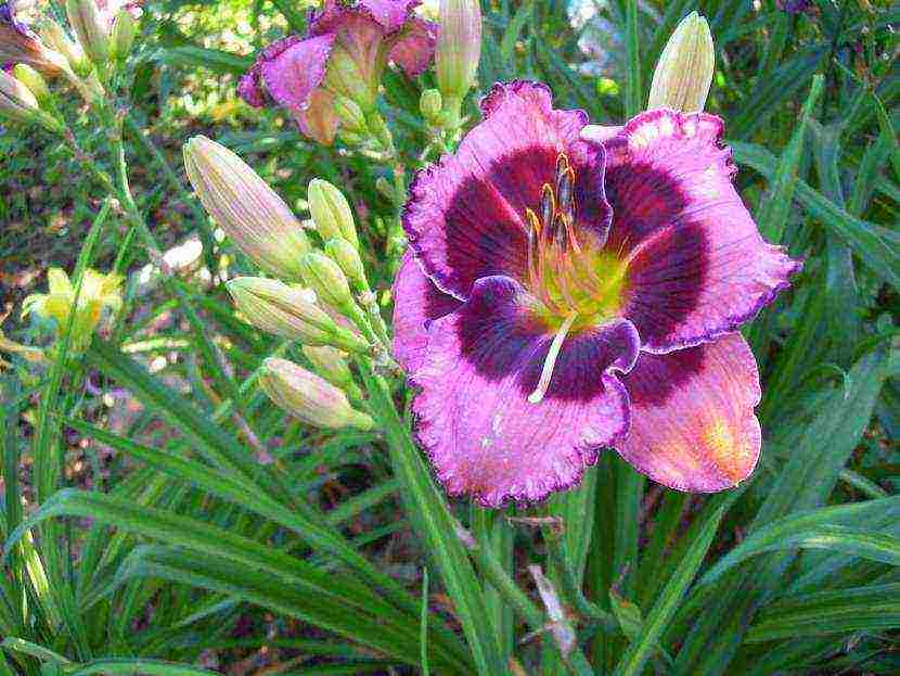 daylilies large-flowered best varieties