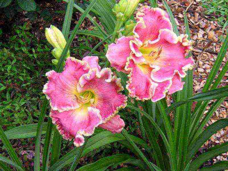 daylilies large-flowered best varieties