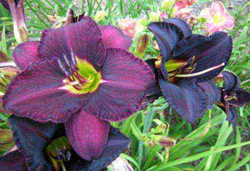 daylilies large-flowered best varieties