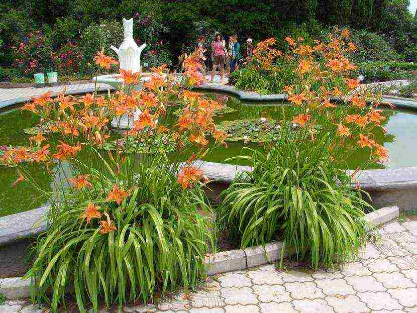 daylilies large-flowered best varieties