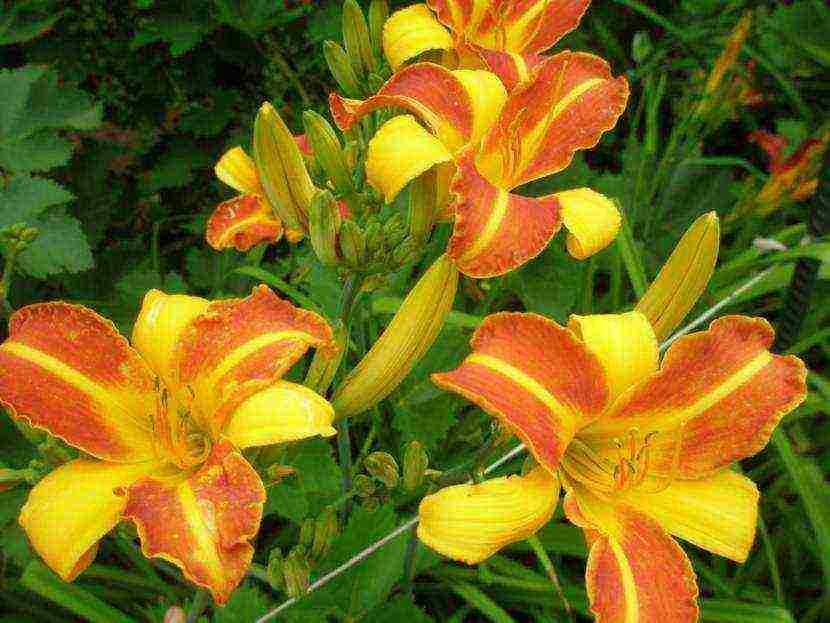 daylily malalaking bulaklak pinakamahusay na mga pagkakaiba-iba