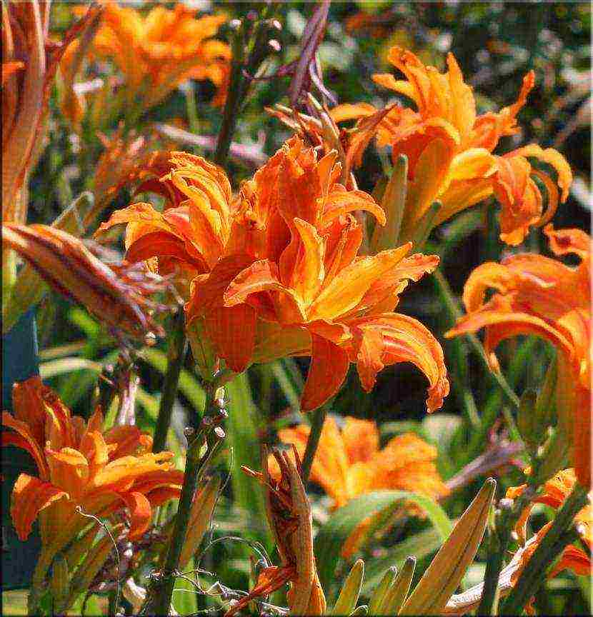 daylilies large-flowered best varieties