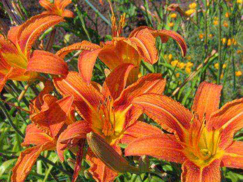 daylilies large-flowered best varieties