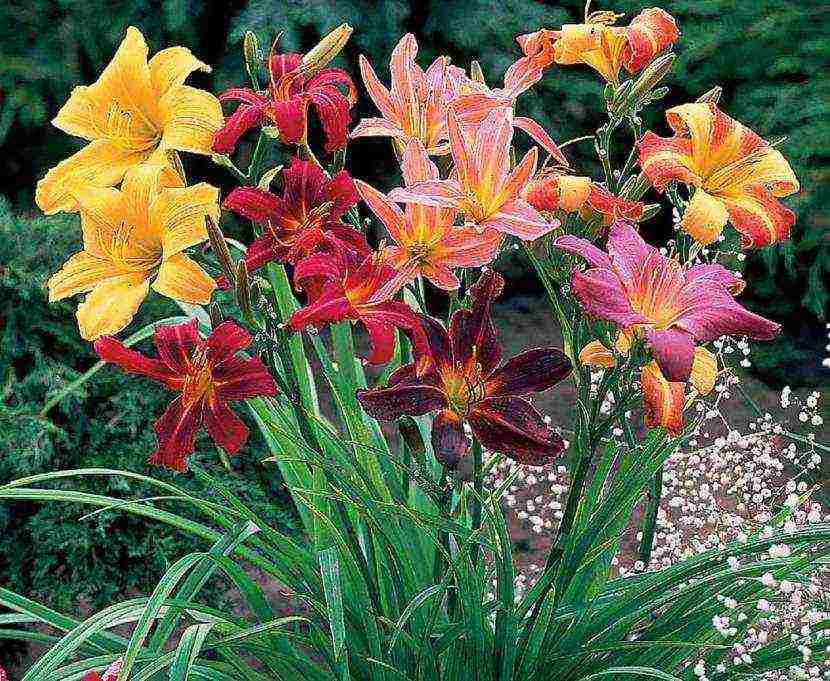 daylily malalaking bulaklak pinakamahusay na mga pagkakaiba-iba