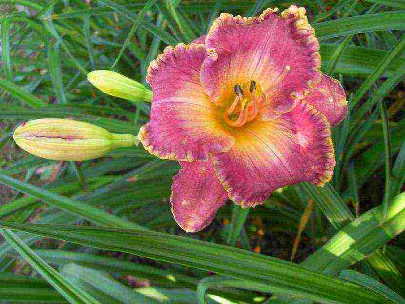 daylilies large-flowered best varieties