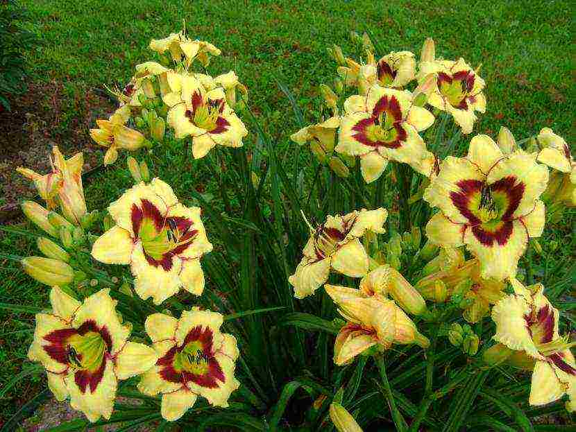 daylily malalaking bulaklak pinakamahusay na mga pagkakaiba-iba