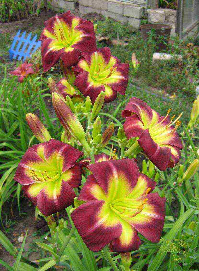 daylilies large-flowered best varieties