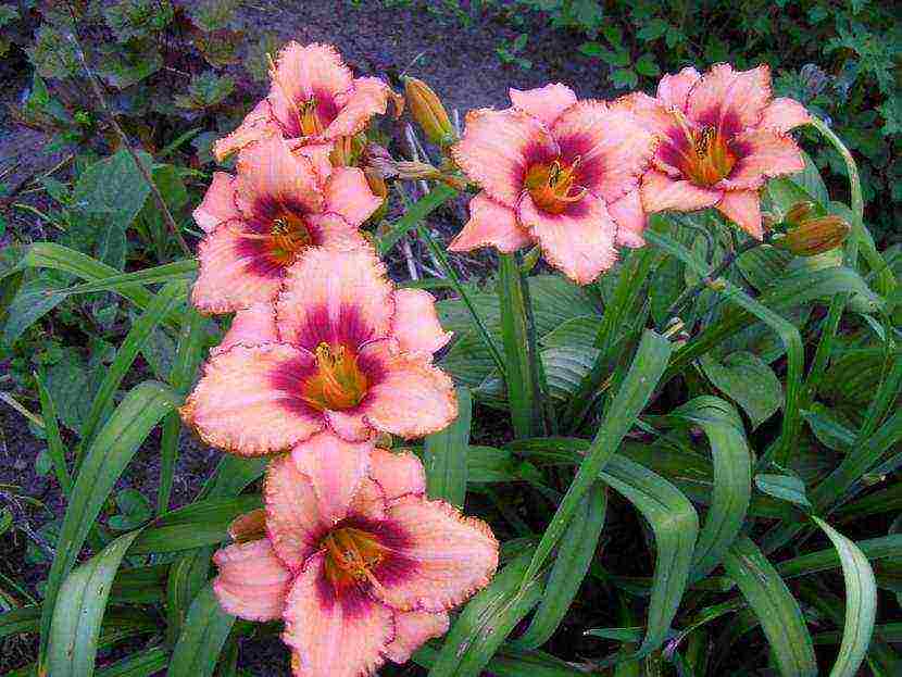 daylilies large-flowered best varieties