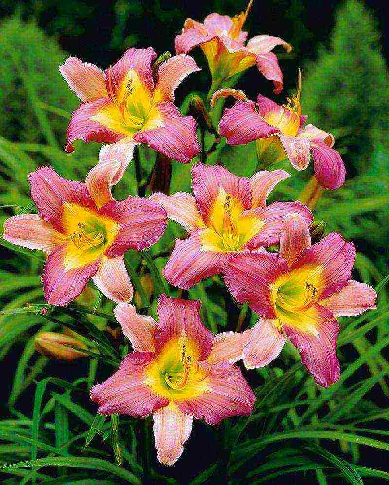 daylilies large-flowered best varieties