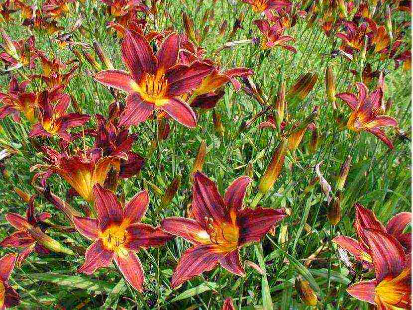 daylilies large-flowered best varieties