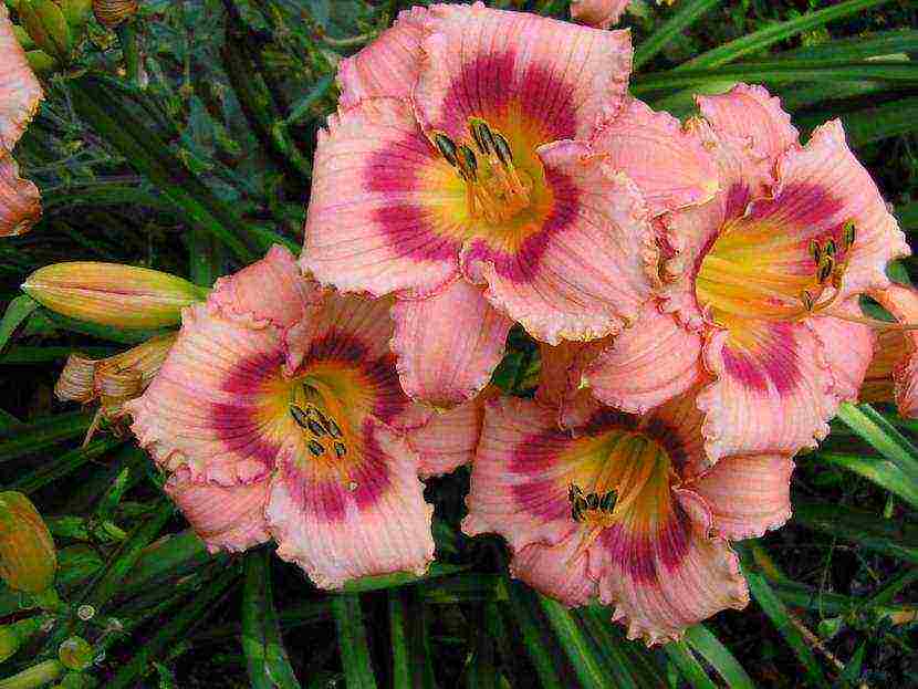 daylily malalaking bulaklak pinakamahusay na mga pagkakaiba-iba