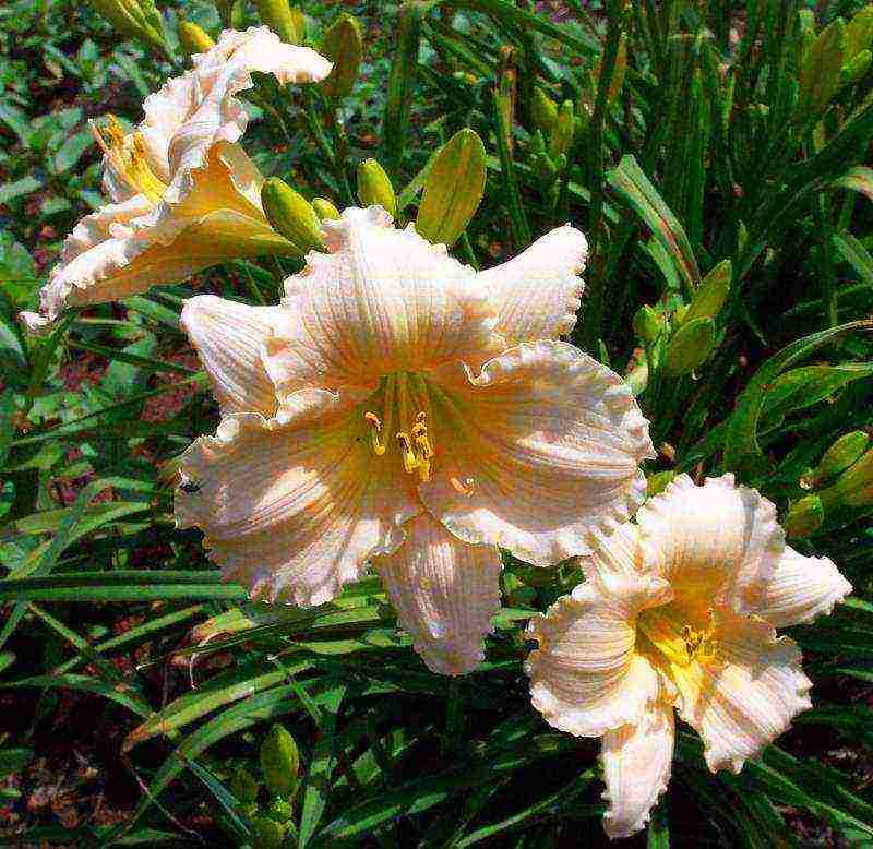 daylily malalaking bulaklak pinakamahusay na mga pagkakaiba-iba