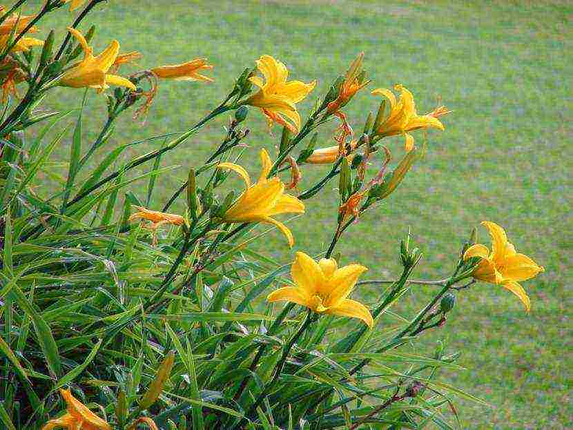 daylily malalaking bulaklak pinakamahusay na mga pagkakaiba-iba