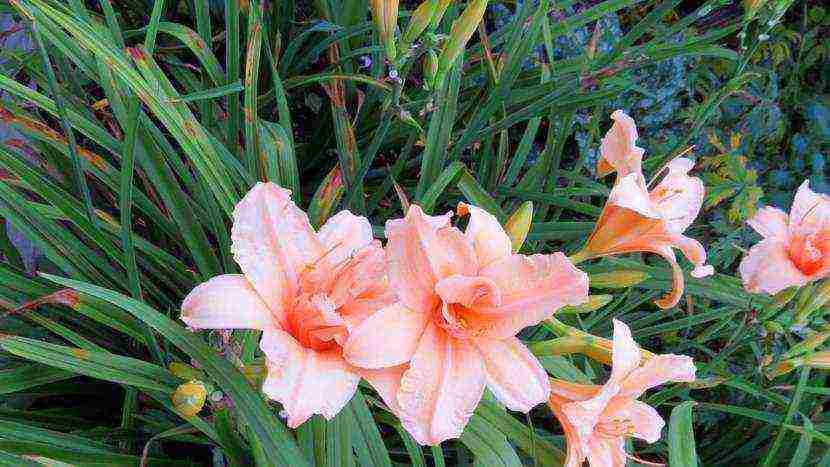 daylilies large-flowered best varieties