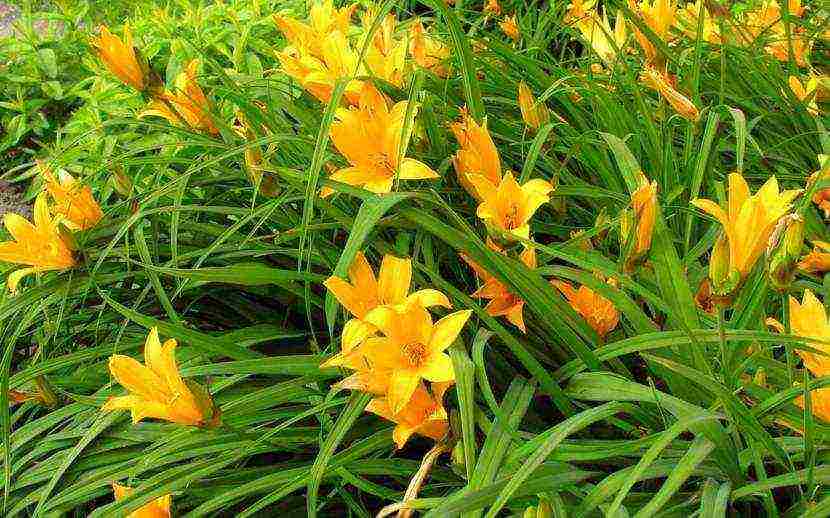 daylily malalaking bulaklak pinakamahusay na mga pagkakaiba-iba