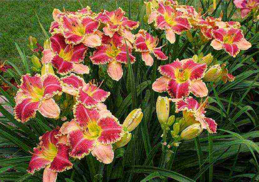 daylilies large-flowered best varieties