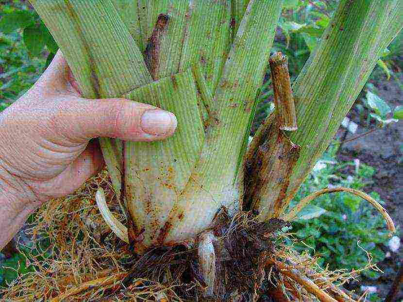 daylily malalaking bulaklak pinakamahusay na mga pagkakaiba-iba