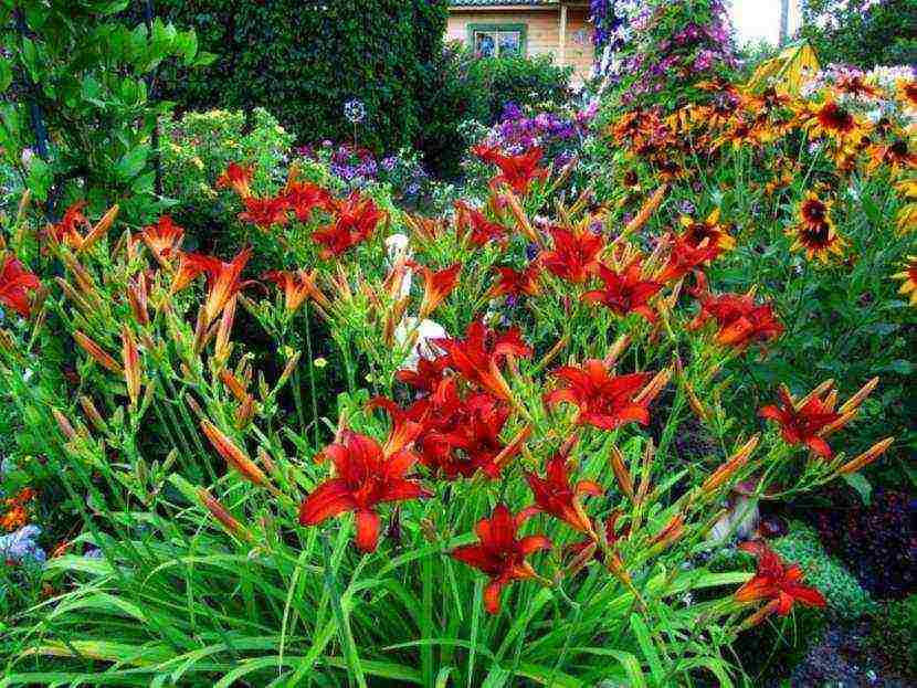 daylilies large-flowered best varieties