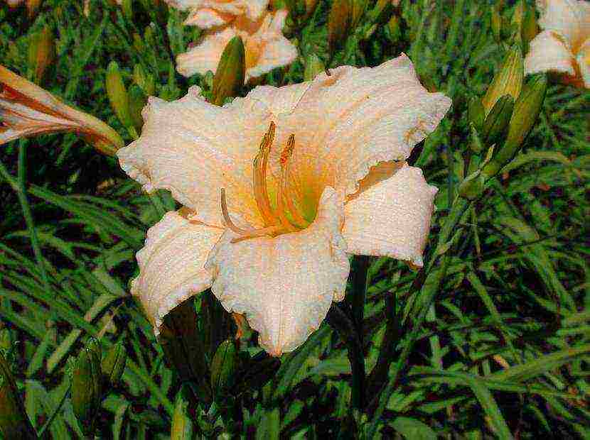 daylilies large-flowered best varieties