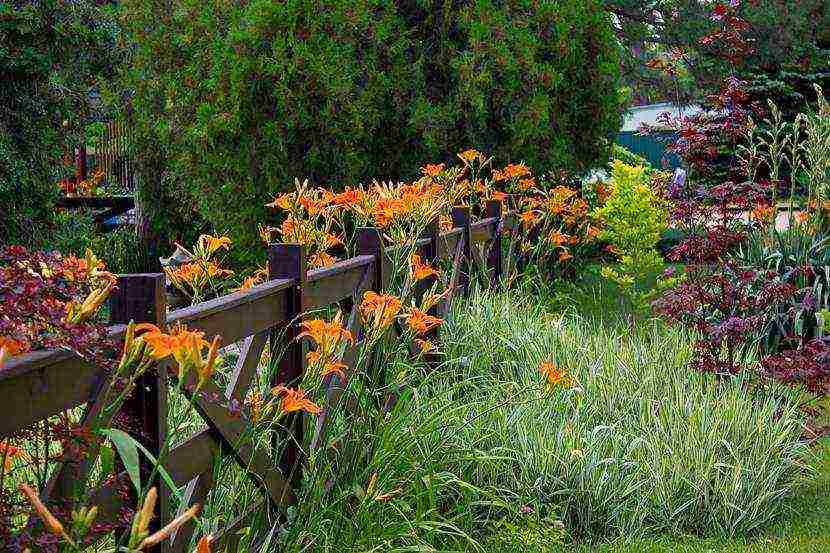 daylilies large-flowered best varieties