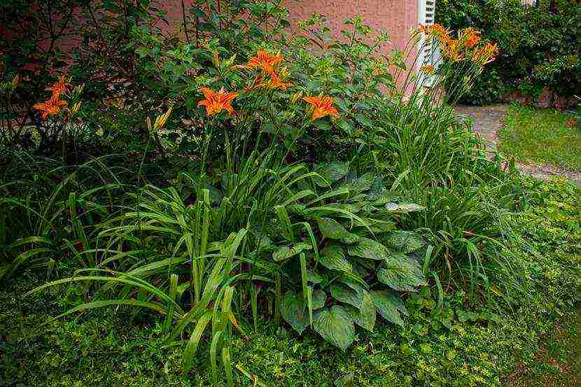 daylily malalaking bulaklak pinakamahusay na mga pagkakaiba-iba