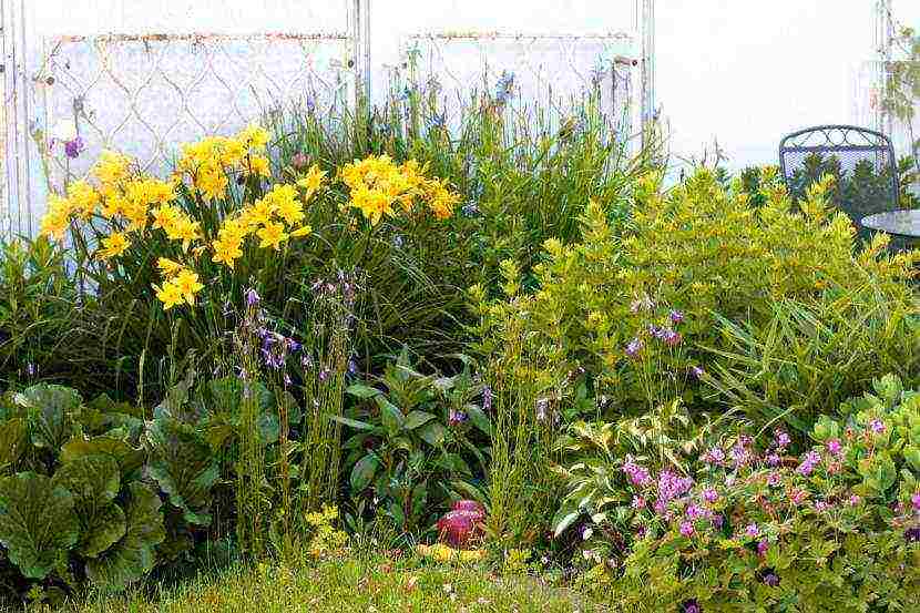 daylilies large-flowered best varieties