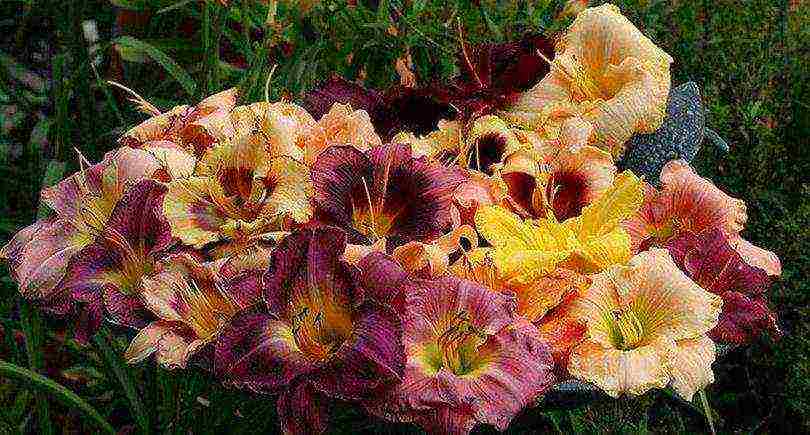 daylilies large-flowered best varieties