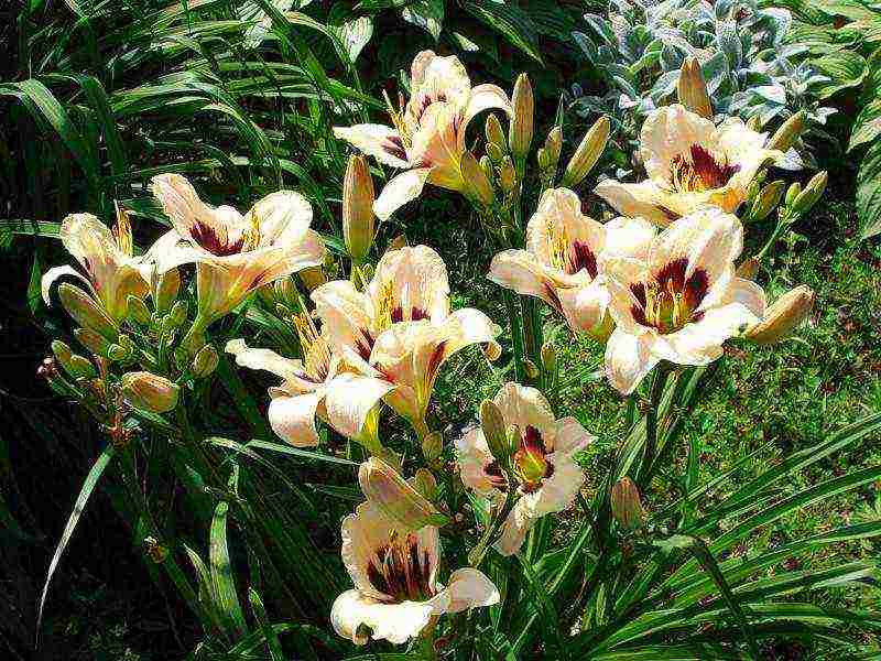 daylilies large-flowered best varieties