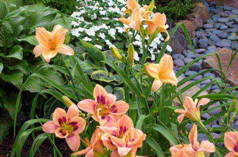 daylilies large-flowered best varieties