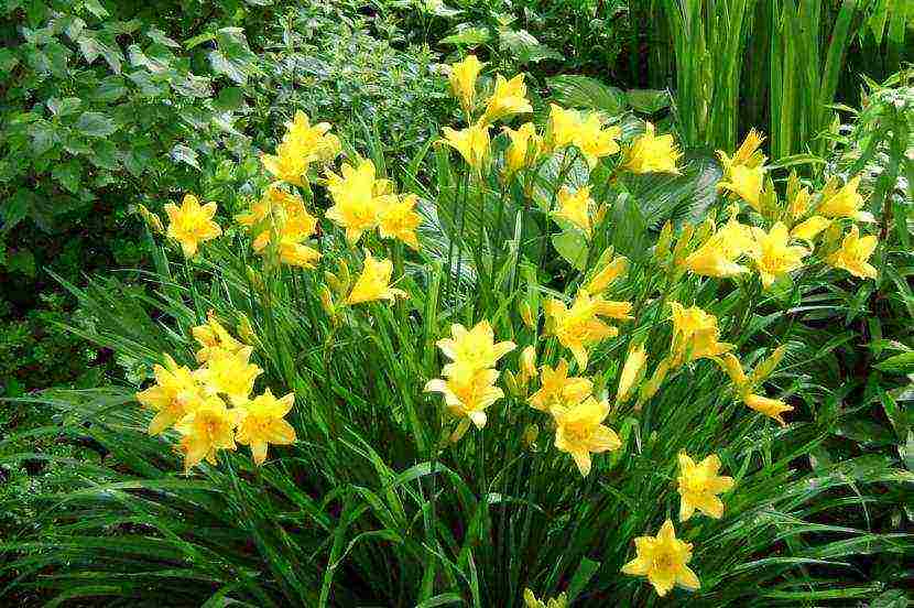 daylilies large-flowered best varieties