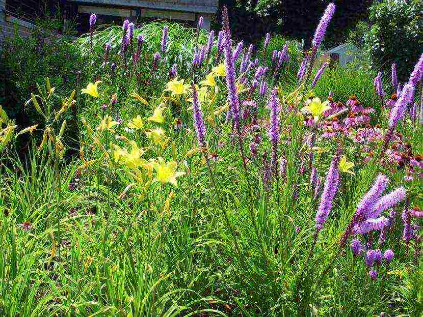 daylilies large-flowered best varieties