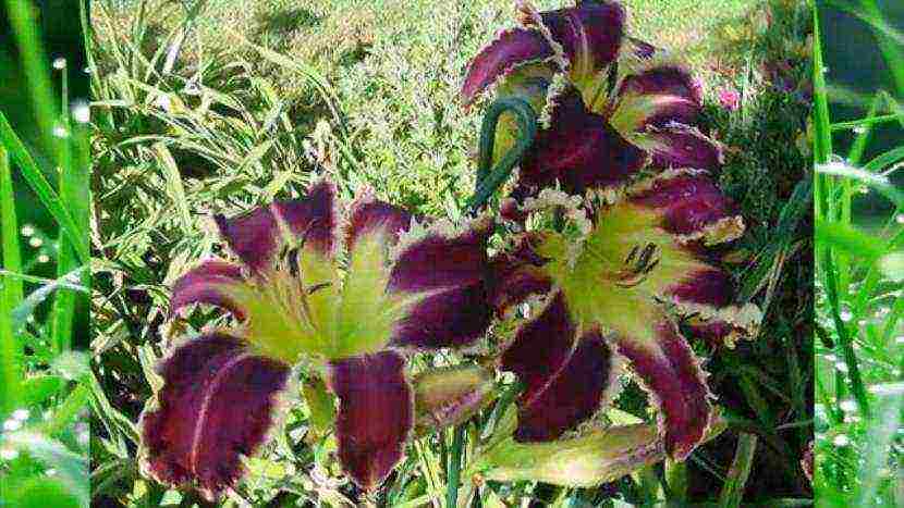 daylilies large-flowered best varieties