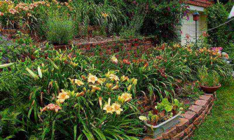 daylilies planting and care in the open field in siberia