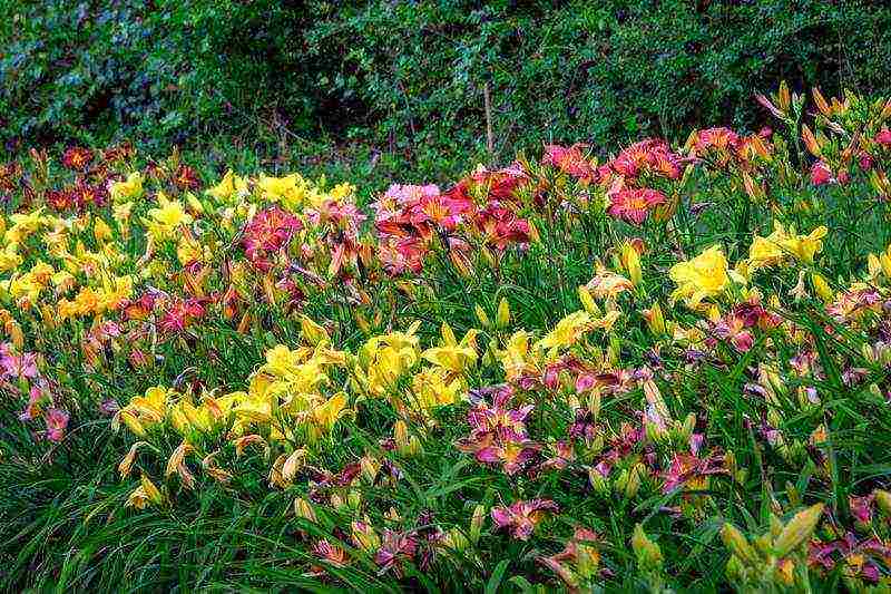 daylilies planting and care in the open field in siberia