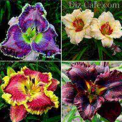 daylilies ปลูกและดูแลในทุ่งโล่งในไซบีเรีย