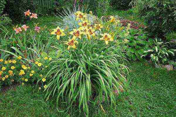 daylilies planting and care in the open field in siberia