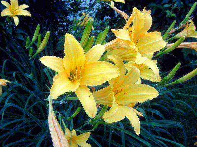 daylilies ปลูกและดูแลในทุ่งโล่งในไซบีเรีย