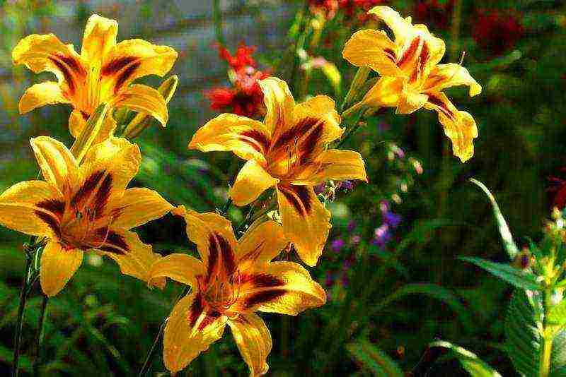 daylilies ปลูกและดูแลในทุ่งโล่งในไซบีเรีย