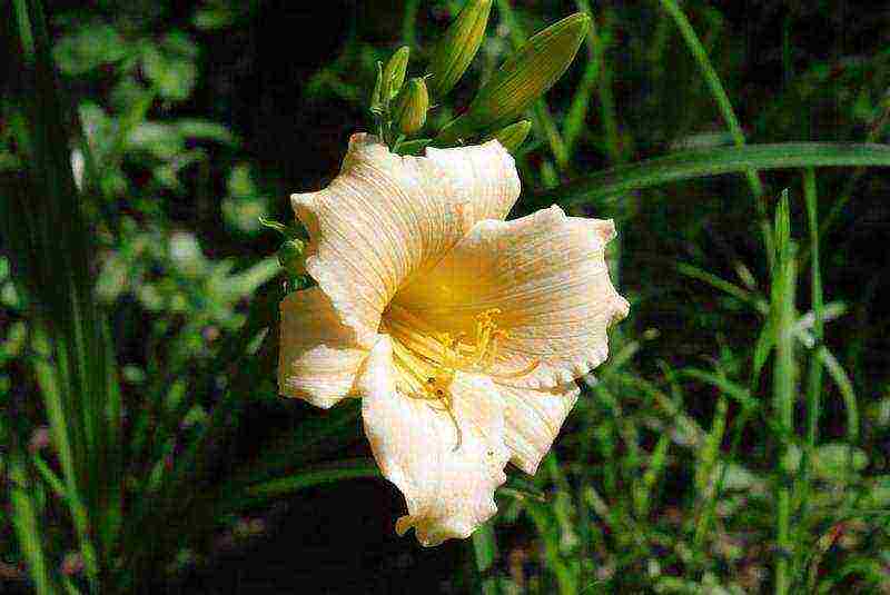 daylilies ปลูกและดูแลในทุ่งโล่งในไซบีเรีย