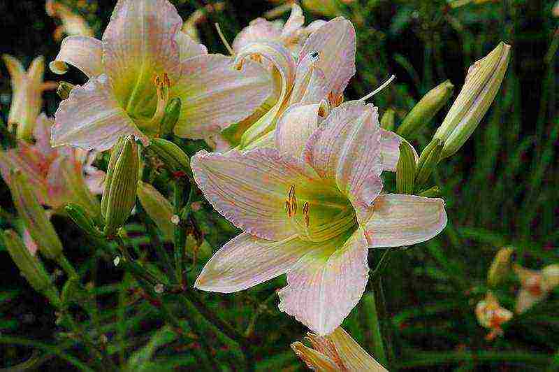 daylilies planting and care in the open field in siberia