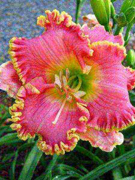 daylilies ปลูกและดูแลในทุ่งโล่งในไซบีเรีย