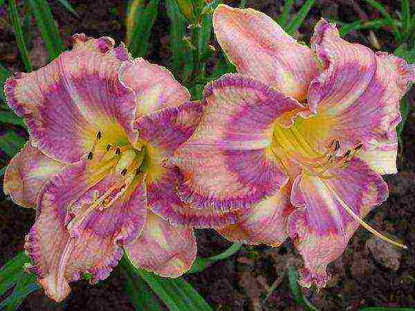 mga daylily na pagtatanim at pangangalaga sa bukas na bukid sa siberia