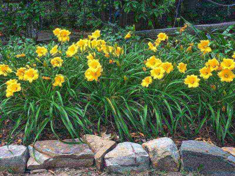 daylilies planting and care in the open field in siberia